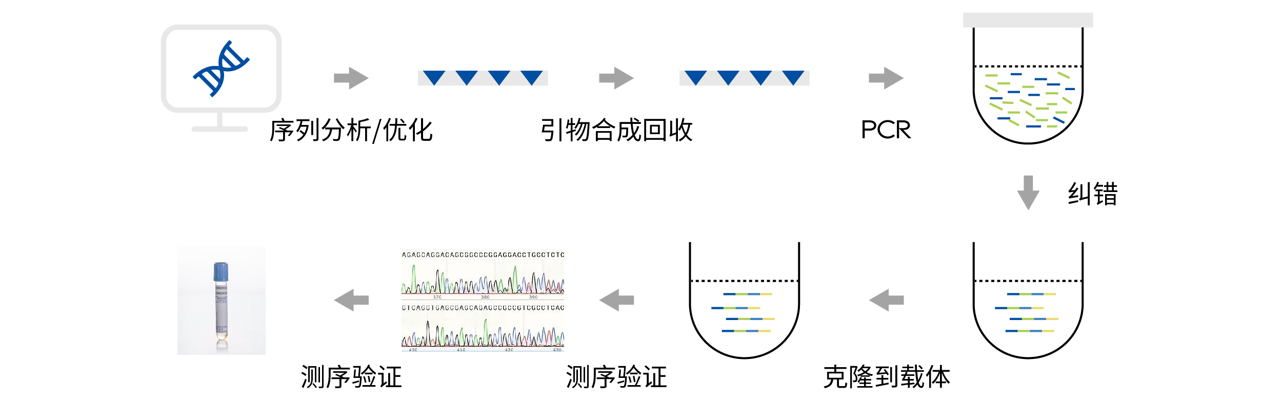 官网-基因合成_画板 1 副本